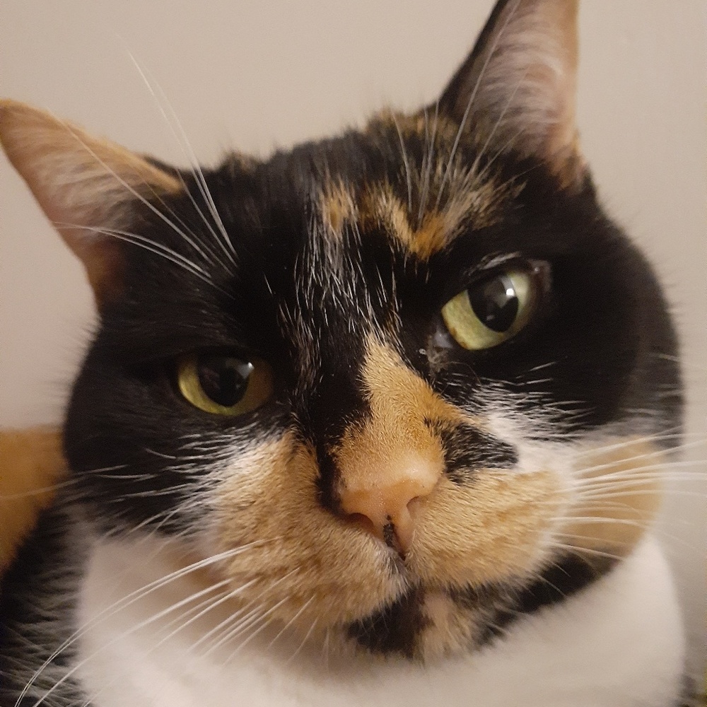 Meet your Posher, Athena